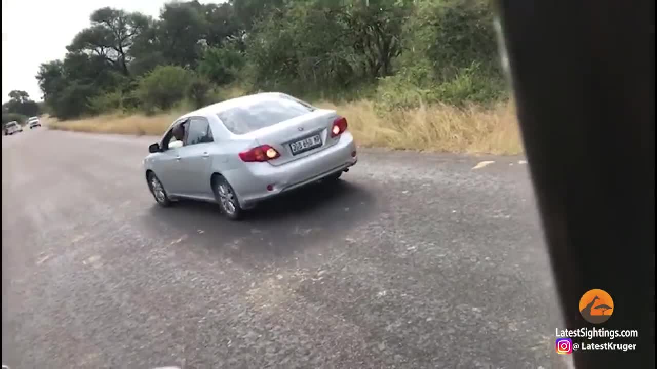 Python Crawls Inside Car After Striking at it!