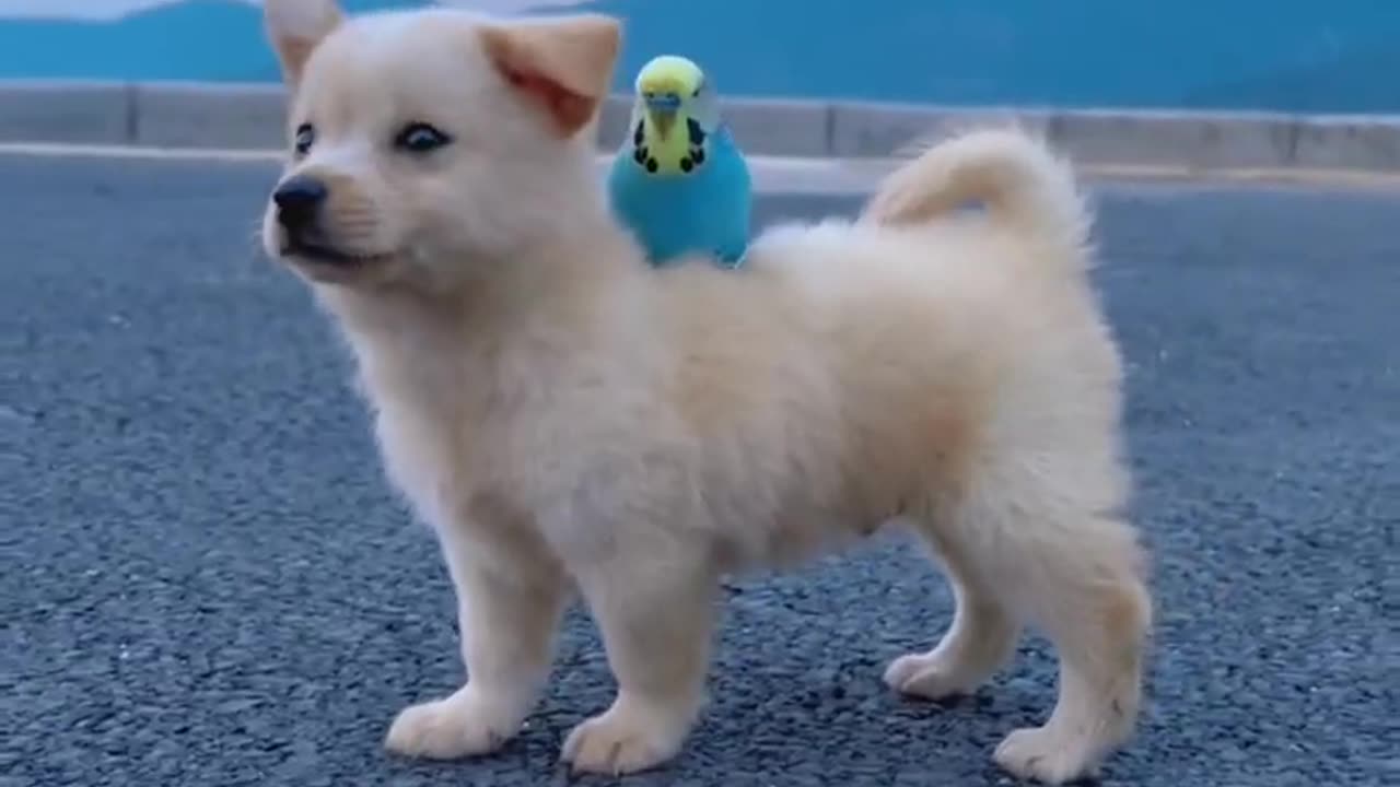 Cute puppy baby in park and enjoying