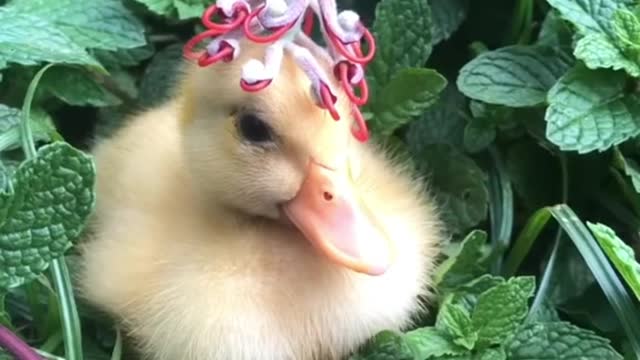 Cute animals need to be matched with a more beautiful hat