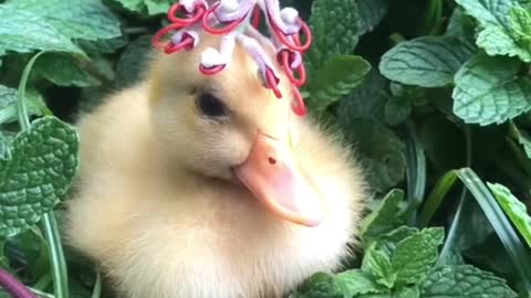 Cute animals need to be matched with a more beautiful hat