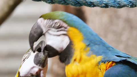 Look what the parrot does..it's amazing