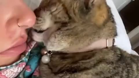 I WANT A CLINGY CAT😭😭