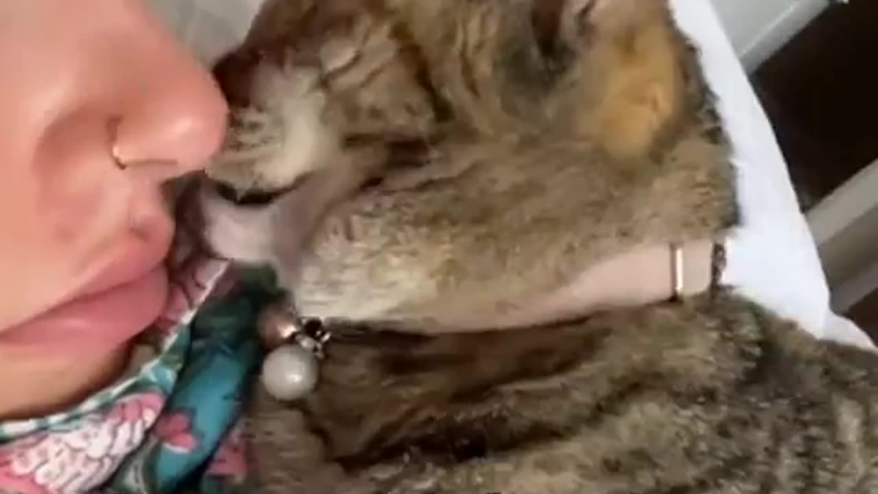 I WANT A CLINGY CAT😭😭