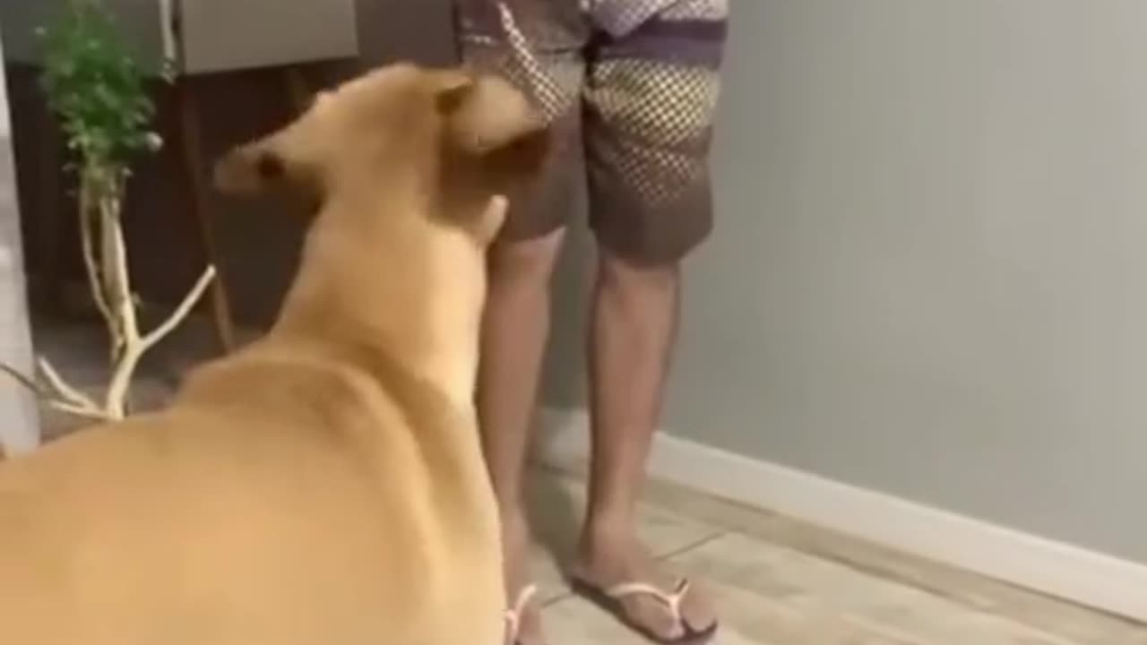 Cute Puppy and a Funny Animal video and a Dog Lover and Other Cute Animals video are available here.