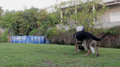 Two dogs having fun in my garden