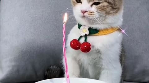 Cute cats birthday celebration