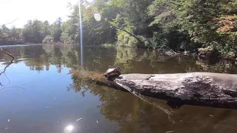 Turtle