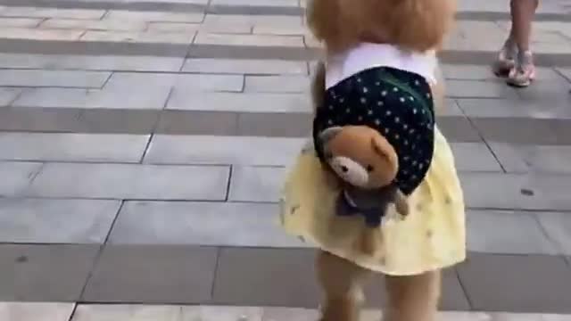 Cute dog 🐶🥰 | try not to laugh 😂🤣| funny animals| funnydogs #dogs