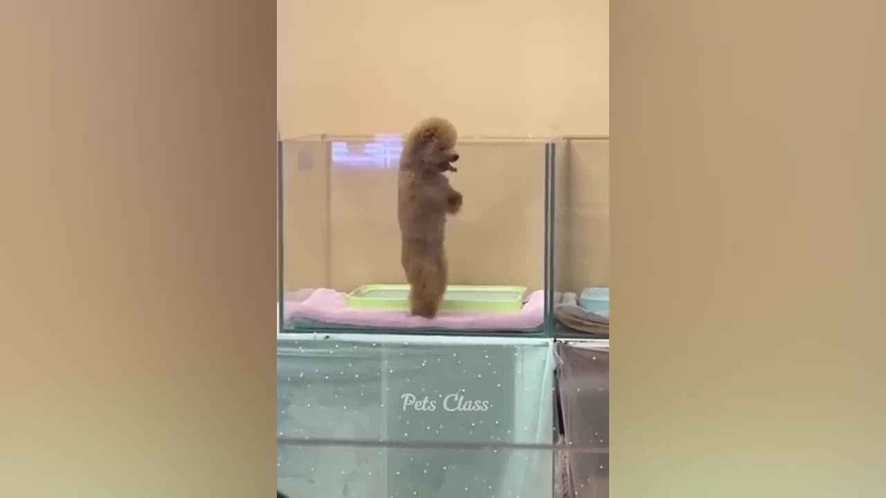 Funny Animal videos 🤣😂