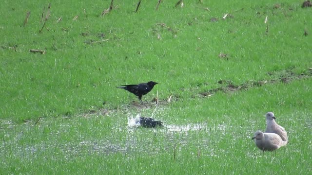 Bird Bath