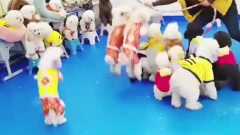 Happy rope skipping for dogs and breeders