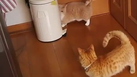 cats videos interesting funny and comedian clips