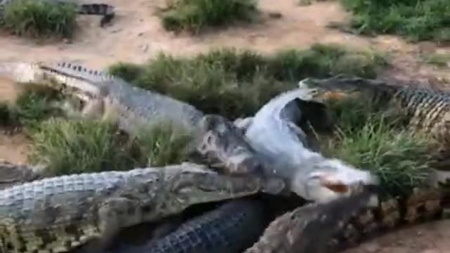 crocodile attack