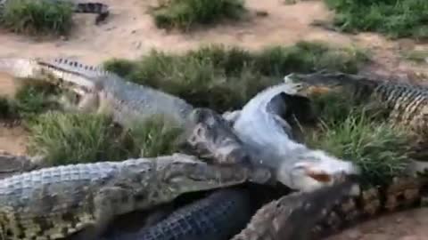 crocodile attack