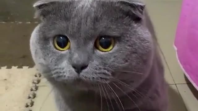 Lazy meow
