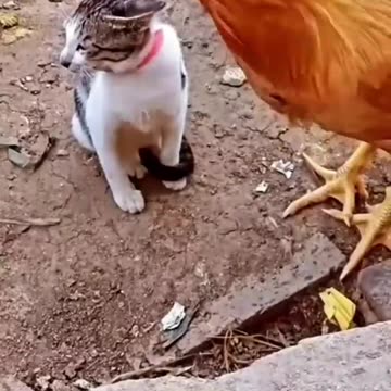 Cat vs Chicken- Watch What Happens Next and
