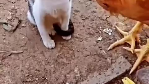 Cat vs Chicken- Watch What Happens Next and