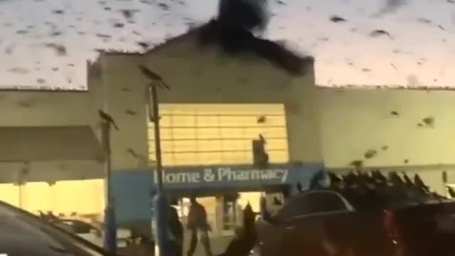 Somewhere in Texas - Crows are everywhere