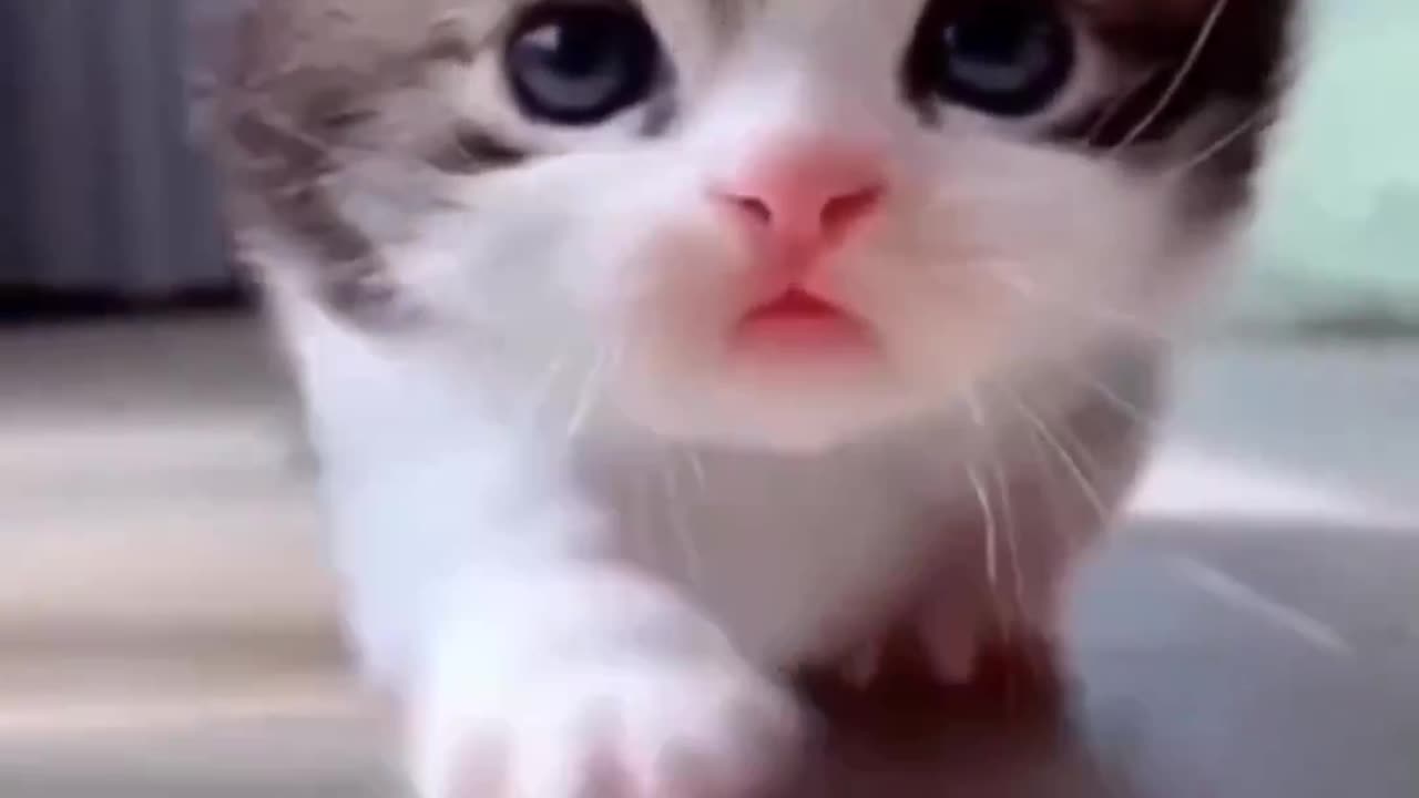 Cute puppy