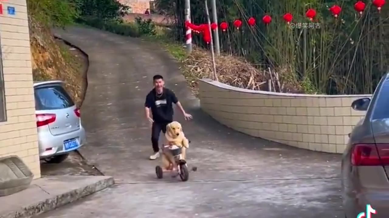 The Funniest Canine Clips Ever