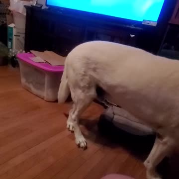 This dog thinks he fits in bolster