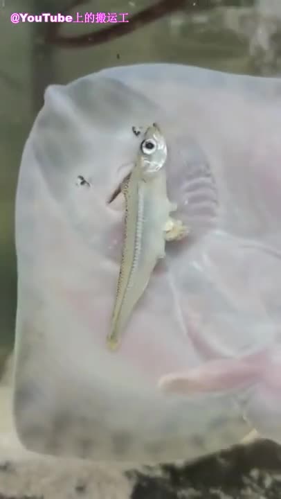 baby stingray eating ❤️🤩😍