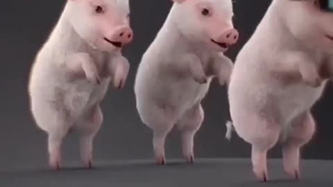 Dancing Pigs -Ha Ha!!!