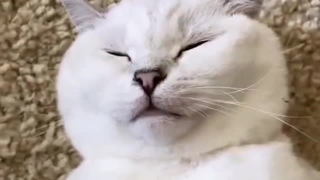 funny cat video and cute cat super funny 2021