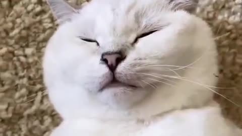 funny cat video and cute cat super funny 2021