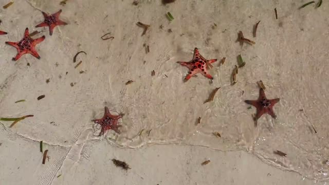 Starfish is a beautiful thing