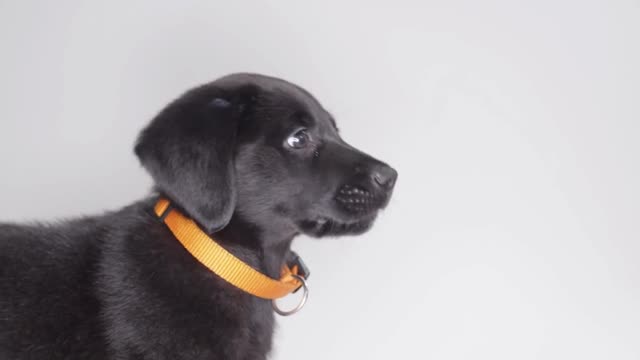 Labrador Retriever puppy on white screen playing