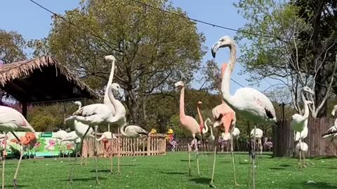 red-crowned crane