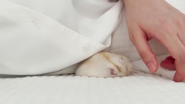 A little hamster hiding under the covers