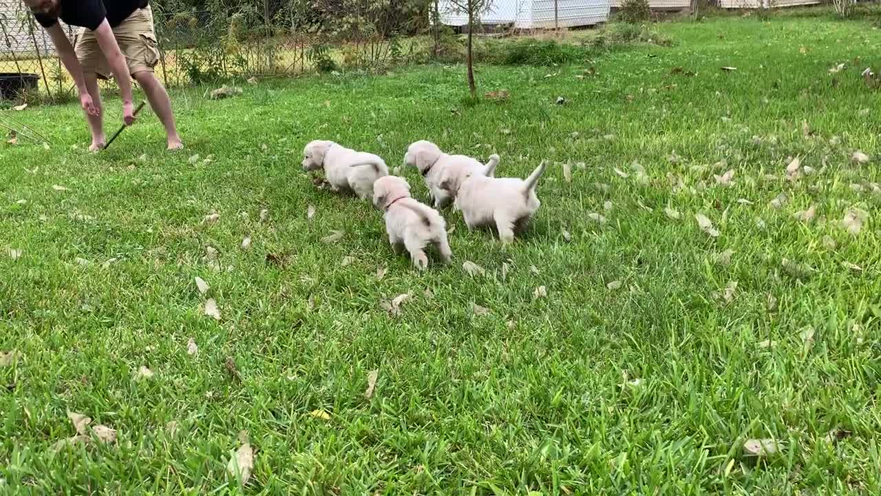 The pups in Evan's yard