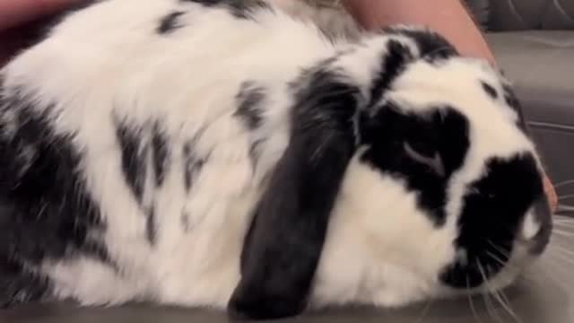 A sweet bunny chatter means your bun feels safe and relaxed