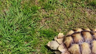 Manual Lawn Trimmer Gives it His Best