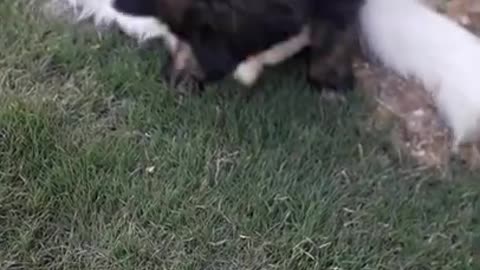 German Shephered puppy playing with percian cat