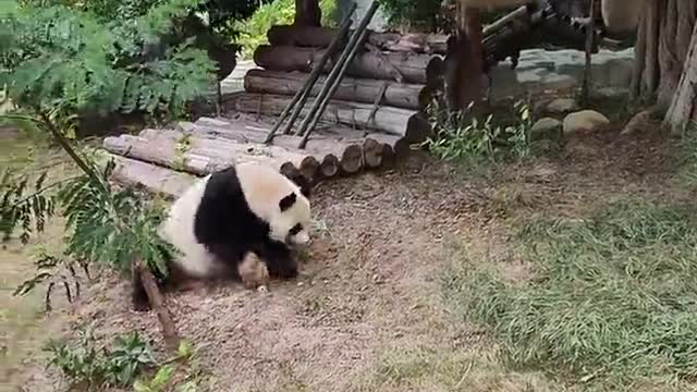 Baby panda