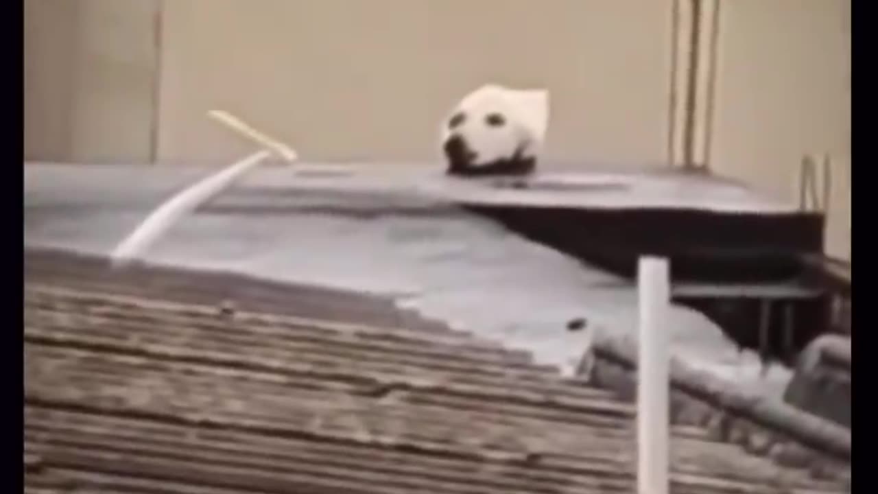 Try Not To Laugh Challenged The best and funniest video pets in the world