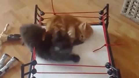 Wrestling kittens