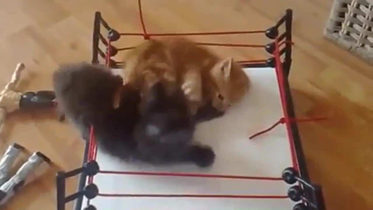 Wrestling kittens