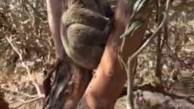 This is 1 of about 100 #koalas rescued from the #australiafires at H...