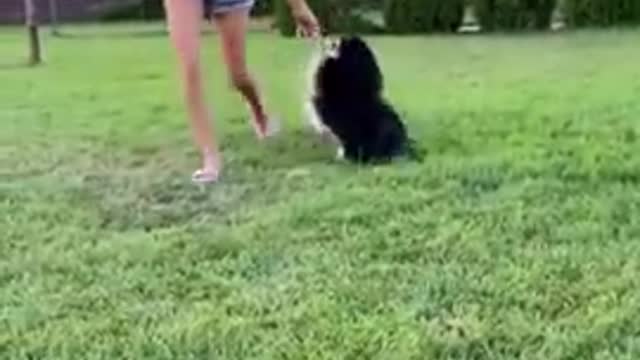 Top Funny Cute Dog Videos and TIKTOK Compilation #short