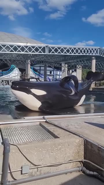 Orca poses for a selfie