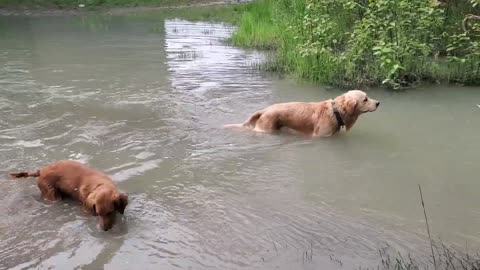 Golden Retrievers play at the river