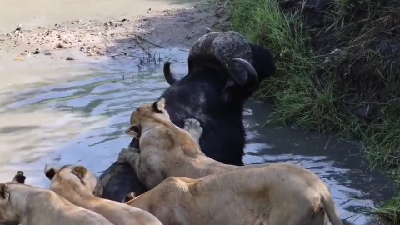 Wildlife hub in jungle