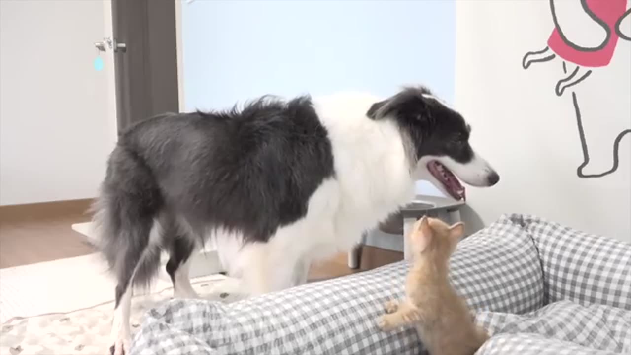 Border Collie Shocked by the Rescued Tiny Kitten Occupying Her Bed.