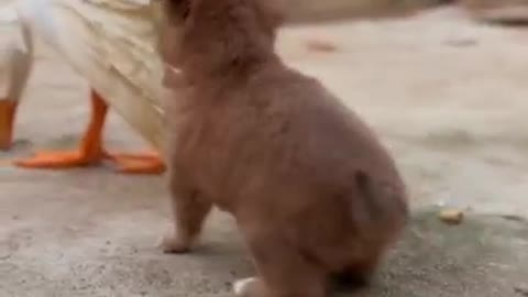 Puppies and ducklings are good friends