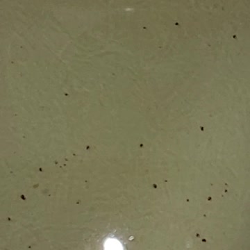 Parasites not found in tests