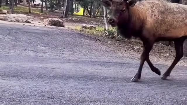 Elk Big Boy